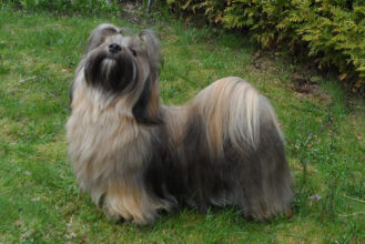 Eier: Lekkerbisken Kennel