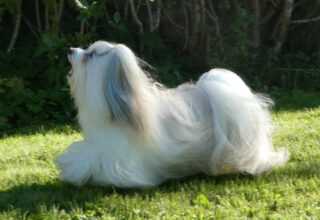 Eier: Lekkerbisken Kennel