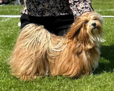 Eier: Lekkerbisken Kennel