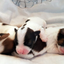 162087410_267807758280261_8032427710605710711_n