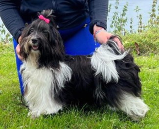 Norsk Junior Champion Lekkerbisken's Pretty Amazing Norsk Junior Champion Lekkerbisken's Pretty Amazing