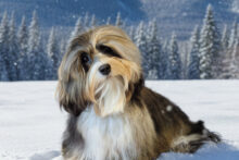 Gemini_Generated_Image_3yeds33yeds33yed