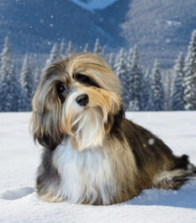 Gemini_Generated_Image_3yeds33yeds33yed