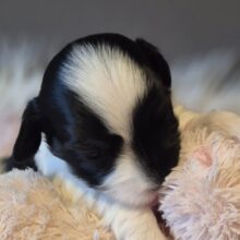 782bae63-a714-45c2-820b-fa889b7d6c8c