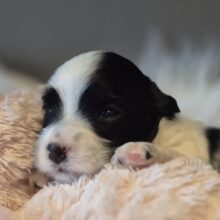 a0307b6a-fa26-415a-9c50-028a9a6a7aa7