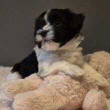 20a6664b-f7ea-4032-ae21-95c0c68e9225