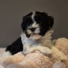 bed8253c-2f25-46c8-9783-1b0ed2e2cc38