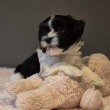 c455558d-2314-47c3-931b-1ec9226a323b