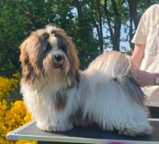 Islandsk Junior Champion Lekkerbisken's Vivaldi Islandsk Junior Champion Lekkerbisken's Vivaldi